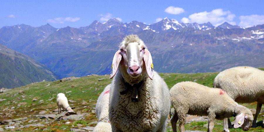 Witziges Bild mit Schafen in der Sommerbergwelt von Sölden im Ötztal